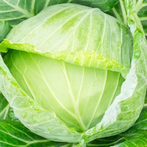 Golden Acre Cabbage Seeds | NON-GMO Cabbage Seeds | Fresh Heirloom Garden Seeds