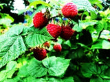 Customer photo of Red Raspberry Seeds - 200+ for Planting