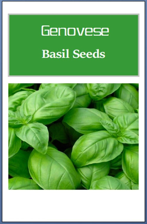 Genovese Basil Seeds | NON-GMO Basil Seeds | Fresh Heirloom Garden Seeds