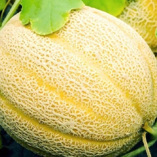 Hales Best Jumbo Cantaloupe Seeds | NON-GMO Cantaloupe Seeds | Heirloom Seeds