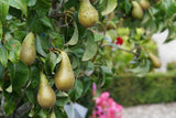 Customer photo of Pear Tree Seeds - Non-GMO Heirloom, 30 Count