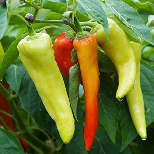 Sweet Banana Pepper Seeds | Non-Gmo | Fresh Garden Seeds