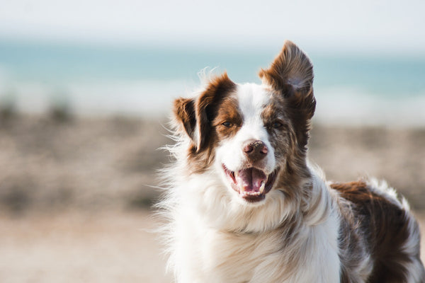 Emergency Prep for Dog and Cat Owners: The Pet Prepper Guide