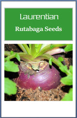 Customer photo of Laurentian Rutabaga Seeds - Non-GMO Heirloom