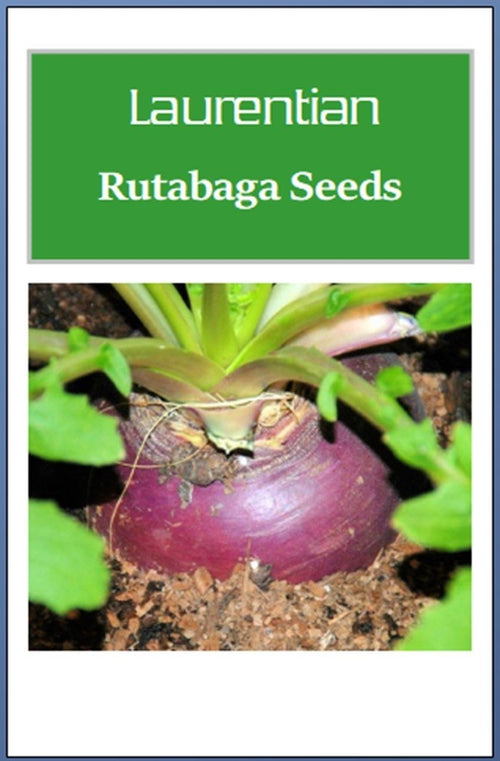 Laurentian Rutabaga Seeds | NON-GMO Rutabaga Seeds | Heirloom Garden Seeds