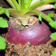 Laurentian Rutabaga Seeds - Non-GMO Heirloom
