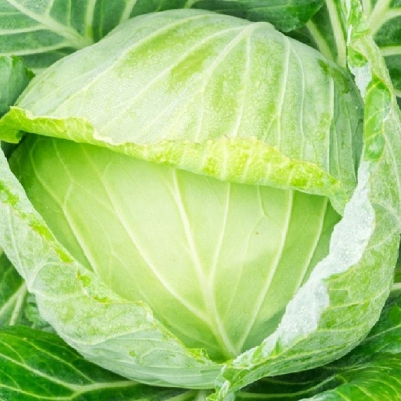 Golden Acre Cabbage Seeds | NON-GMO Cabbage Seeds | Fresh Heirloom Garden Seeds