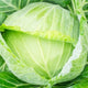 Golden Acre Cabbage Seeds - Non-GMO Heirloom