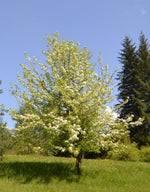 Common Pear Tree Seeds, 30 Seeds per Packet, , Non GMO & Heirloom Seeds, Pyrus Communis, Great Home Garden Gift, Fruit Producing Tree