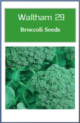 Customer photo of Broccoli Seeds - Non-GMO Heirloom for Planting