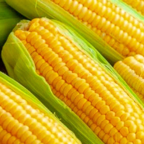 Golden Bantam Corn Seeds | Non-Gmo Corn Seeds | Fresh Heirloom Garden Seeds