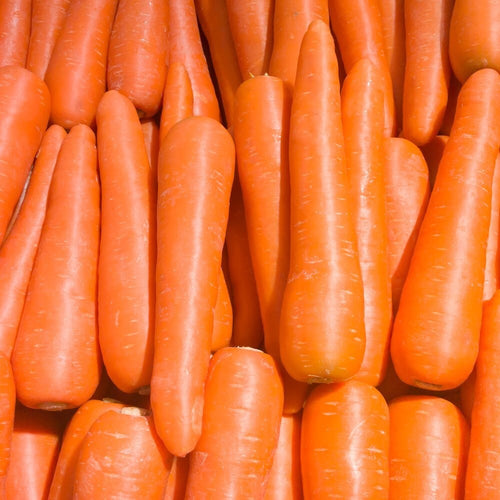 Brilliance Carrot Seeds | NON-GMO | Heirloom | Fresh Vegetable Seeds