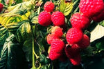 Red Raspberry Seeds for Planting 200+ Pcs Seeds