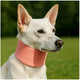 Dog Anti-Lick Recovery Collar - Soft