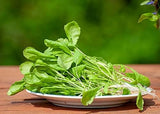 Customer photo of Broadleaf Cress Lettuce Seeds - 400 Count