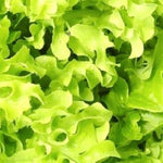 Salad Bowl Lettuce Seeds | NON-GMO Lettuce Seeds | Fresh Heirloom Garden Seeds