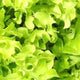 Salad Bowl Lettuce Seeds - Non-GMO Heirloom