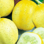 Lemon Cucumber Seeds | NON-GMO Cucumber Seeds | Heirloom Garden Seeds