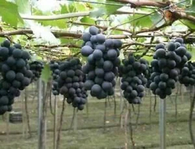 50 Kyoho Grapes Seeds--50 Seeds Fruit Tree Seeds. (#0818)
