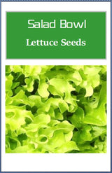 Customer photo of Salad Bowl Lettuce Seeds - Non-GMO Heirloom