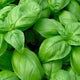 Genovese Basil Seeds - Non-GMO Heirloom