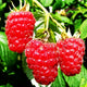 Red Raspberry Seeds - 200+ for Planting