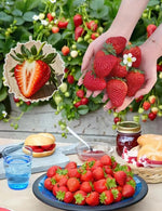 300PCS Giant Strawberry Seeds Everbearing Fragaria Fruit Seeds