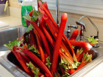 Rhubarb Seeds 50+ Seeds Garden Rhubarb Rheum Rhabarbarum Garden Vegetables Seeds