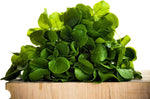 Seeds Vegetable Garden Cress Lettuce Brodleaf - 400 Seeds