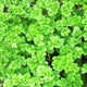 Triple Curled Parsley Seeds - Non-GMO Heirloom