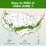 Lush&Dew Year-Round USDA Zone 7 Seed Bank, Gift for Mom Dad, 32 Varieties Non-Gmo Heirloom Seeds of Vegetables Flowers, Gardening Gifts for Women Men, Survival Kit for Raised Garden Bed Greenhouse