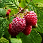 Red Raspberry Seeds for Planting 200+ Pcs Seeds