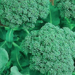 Broccoli Seeds | NON-GMO Broccoli Seeds | Fresh Heirloom Garden Seeds