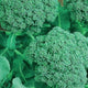 Broccoli Seeds - Non-GMO Heirloom for Planting