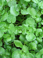 Seeds Vegetable Garden Cress Lettuce Brodleaf - 400 Seeds