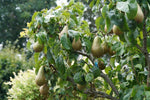Common Pear Tree Seeds, 30 Seeds per Packet, , Non GMO & Heirloom Seeds, Pyrus Communis, Great Home Garden Gift, Fruit Producing Tree