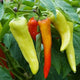 Sweet Banana Pepper Seeds - Non-GMO Heirloom